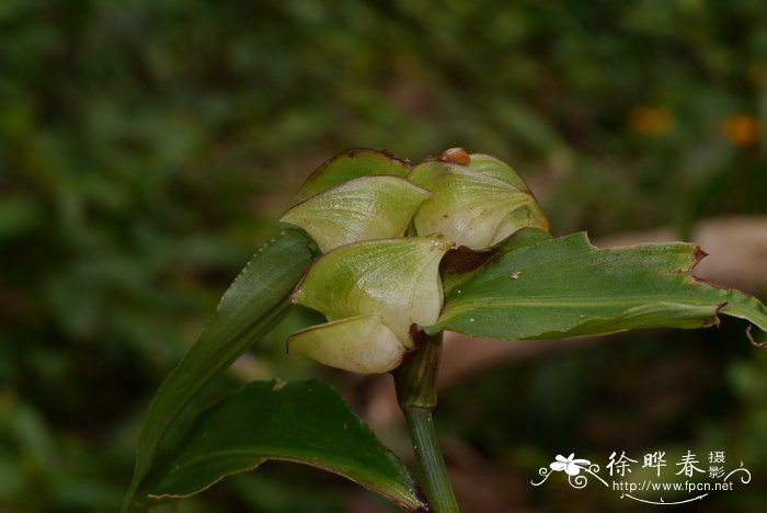 大苞鸭跖草Commelina paludosa