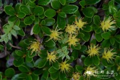 黄花垫柳Salix souliei