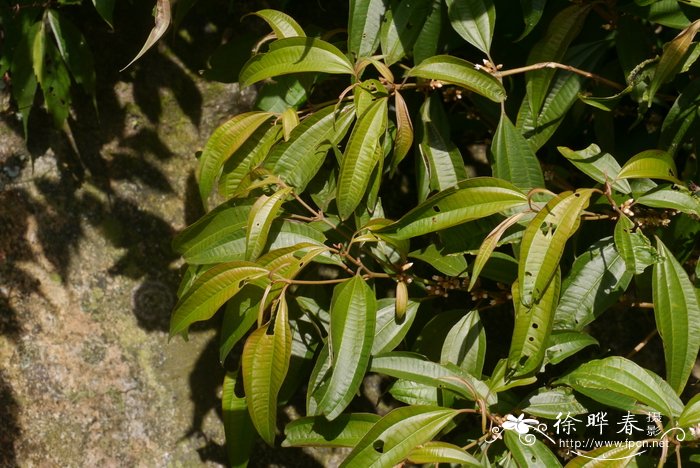 柏拉木Blastus cochinchinensis