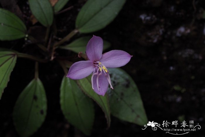 庄氏异药花fordiophyton Zhuangiae 花卉图片网