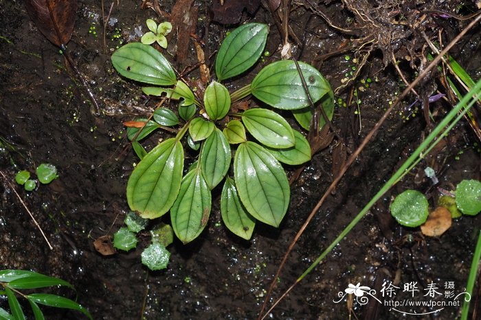 庄氏异药花Fordiophyton zhuangiae