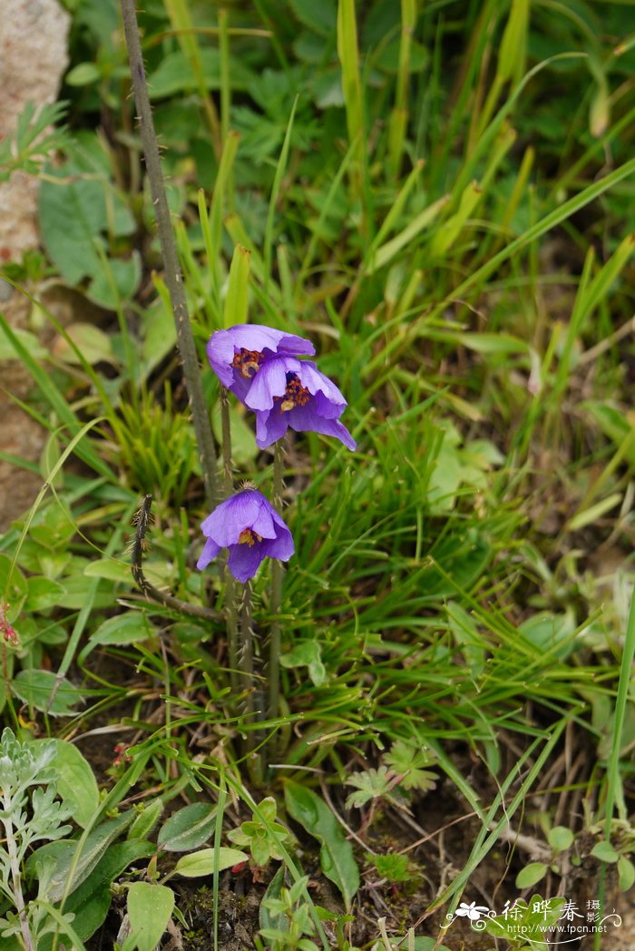 川西绿绒蒿 Meconopsis henrici