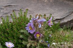 多刺绿绒蒿Meconopsis horridula