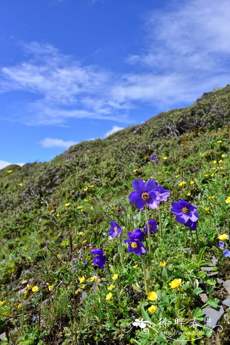 多刺绿绒蒿Meconopsis horridula