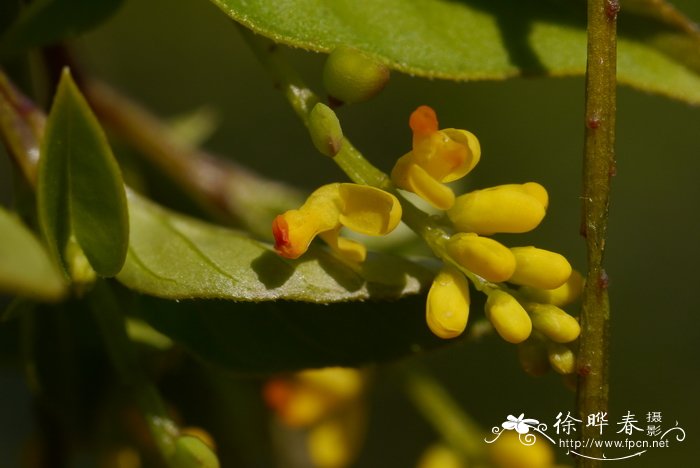 思茅远志Polygala lacei