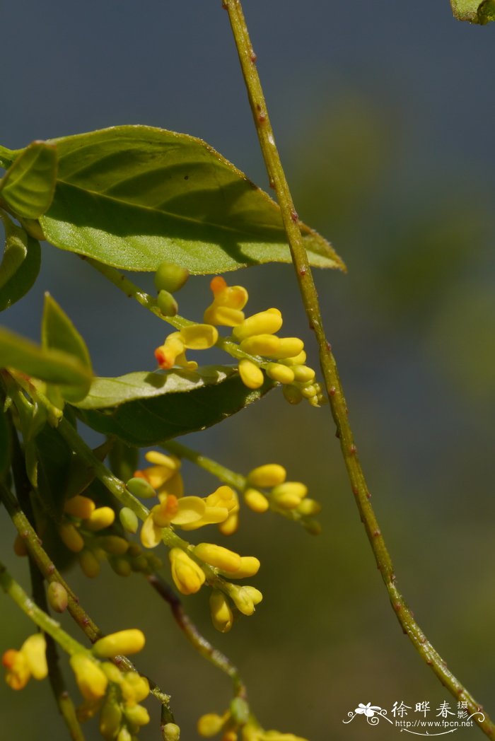 思茅远志Polygala lacei