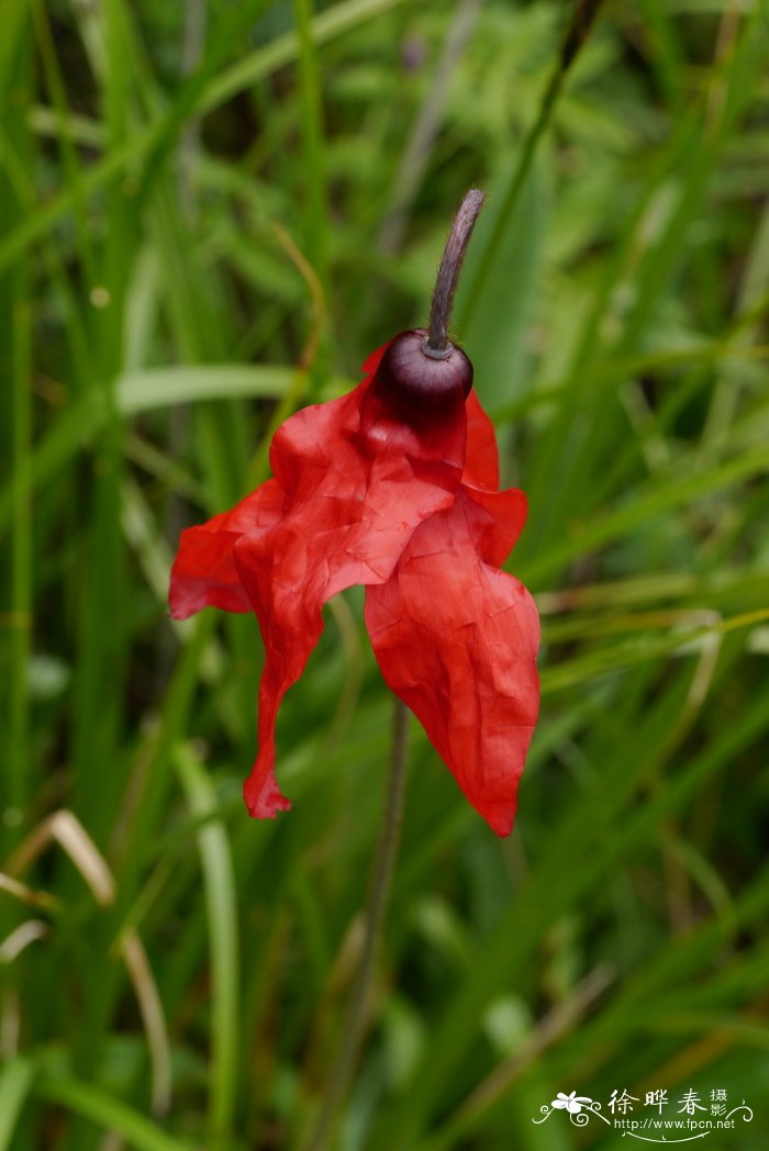 红花绿绒蒿Meconopsis punicea