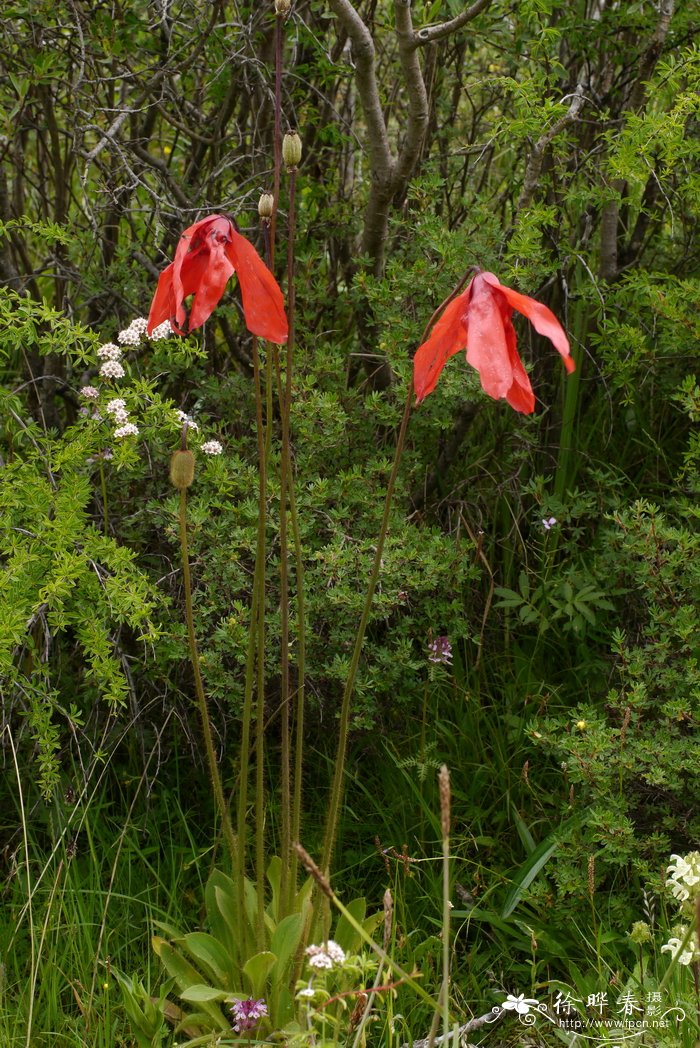 红花绿绒蒿Meconopsis punicea