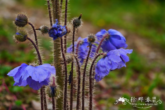 总状花绿绒蒿Meconopsis racemosa