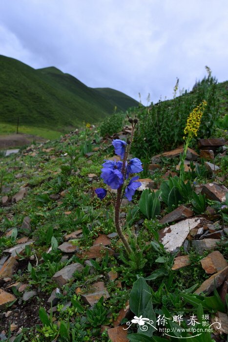 总状花绿绒蒿Meconopsis racemosa