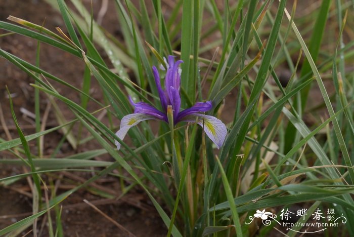 青海鸢尾Iris qinghainica