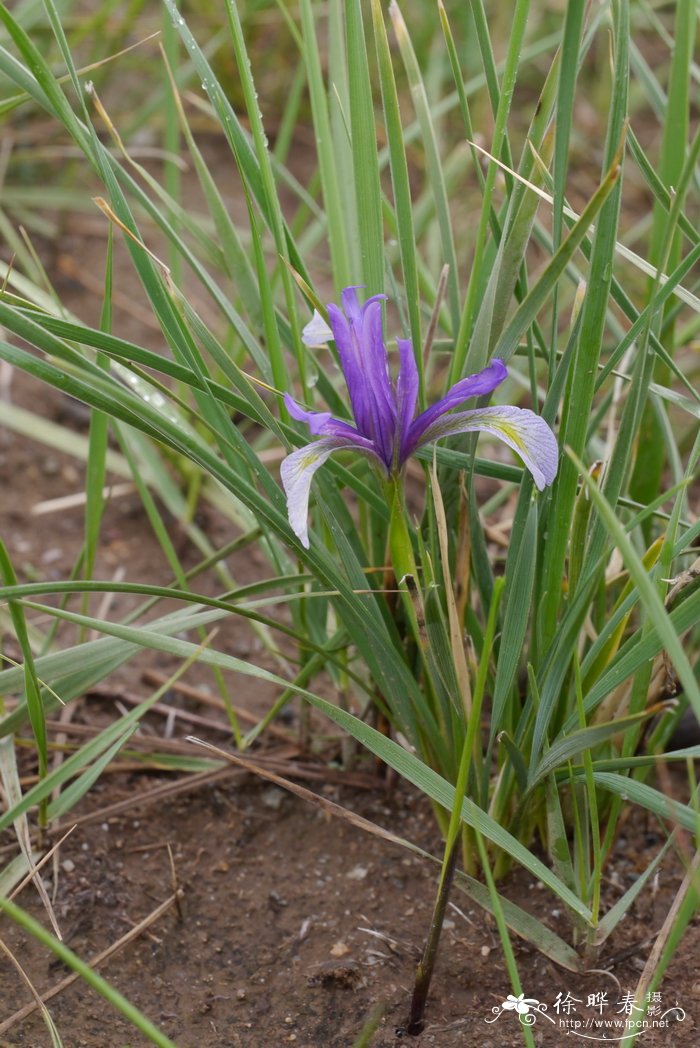 青海鸢尾Iris qinghainica