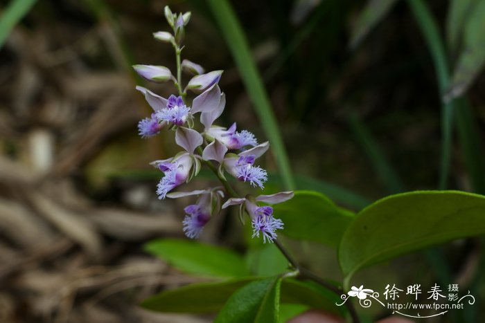 香港远志Polygala hongkongensis