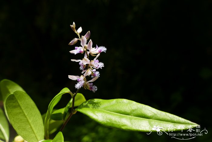 香港远志Polygala hongkongensis