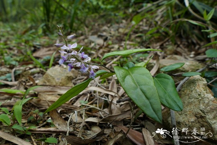 香港远志Polygala hongkongensis