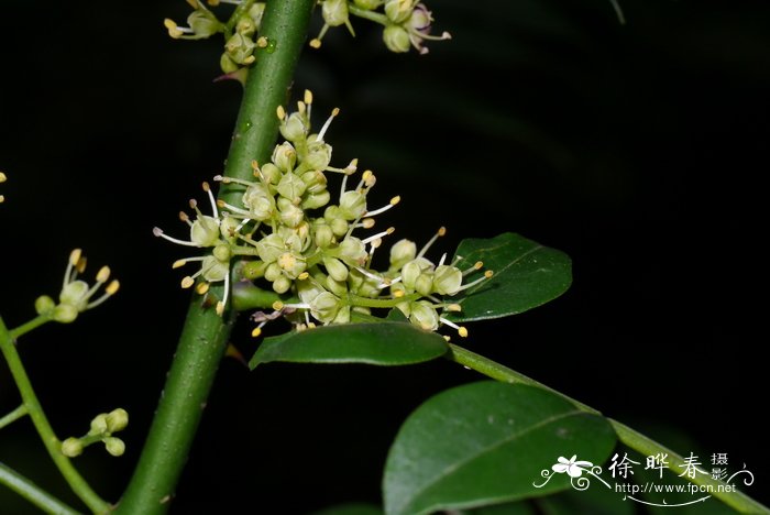 花椒簕Zanthoxylum scandens