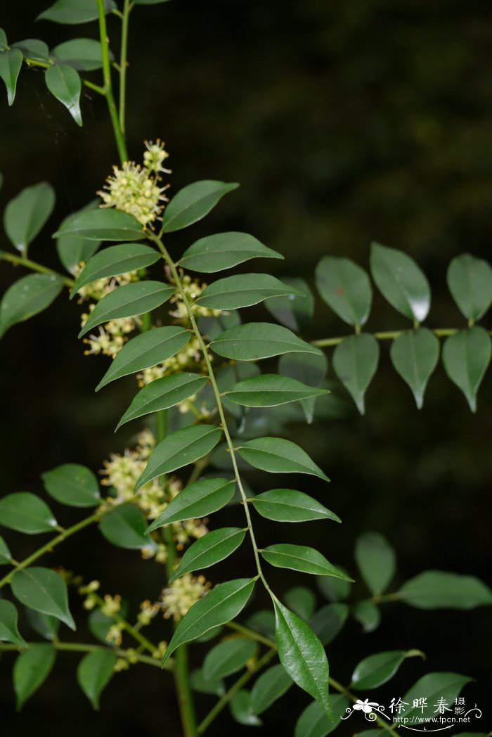 花椒簕Zanthoxylum scandens