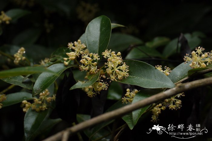 滇粤山胡椒 Lindera metcalfiana