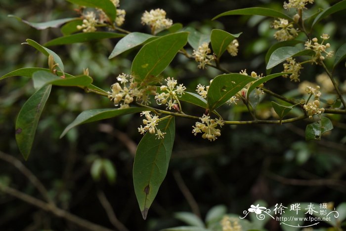 滇粤山胡椒 Lindera metcalfiana