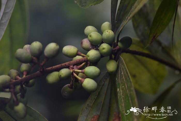 大叶新木姜子Neolitsea levinei