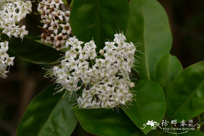 长花厚壳树Ehretia longiflora