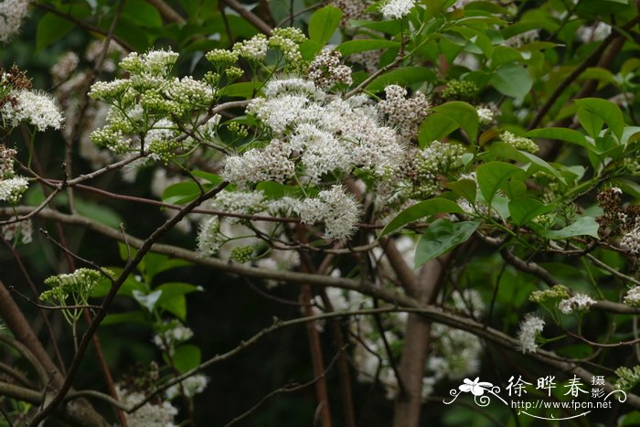 长花厚壳树Ehretia longiflora