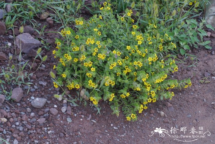 疏花软紫草Arnebia szechenyi