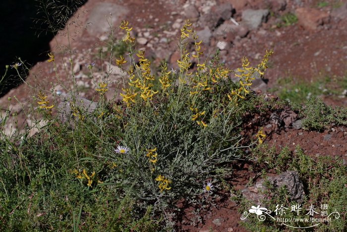 灰绿黄堇Corydalis adunca