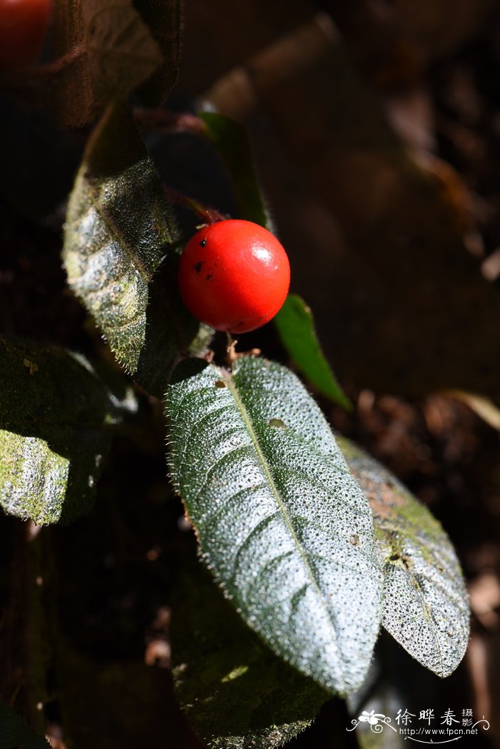 心叶紫金牛Ardisia maclurei