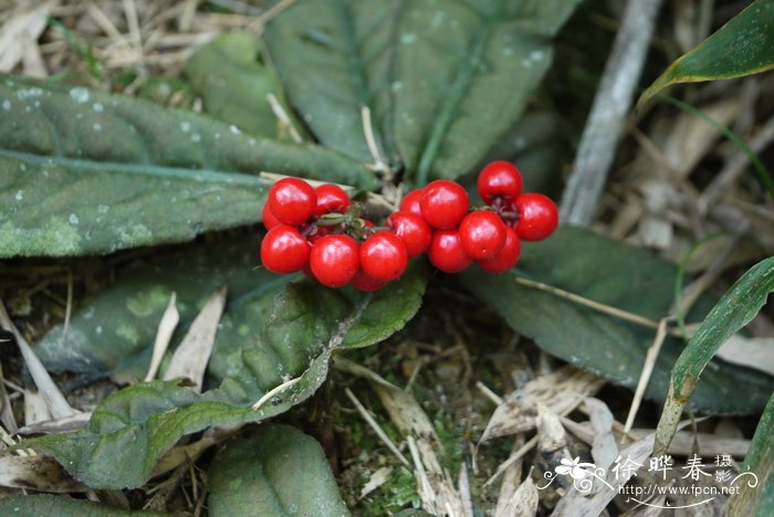 光萼紫金牛Ardisia omissa