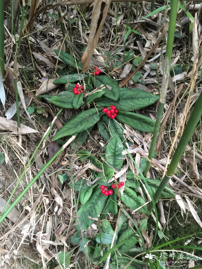 光萼紫金牛Ardisia omissa