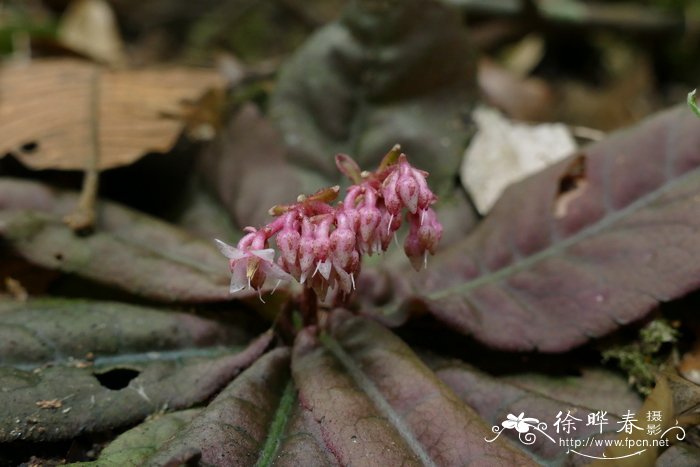 光萼紫金牛Ardisia omissa