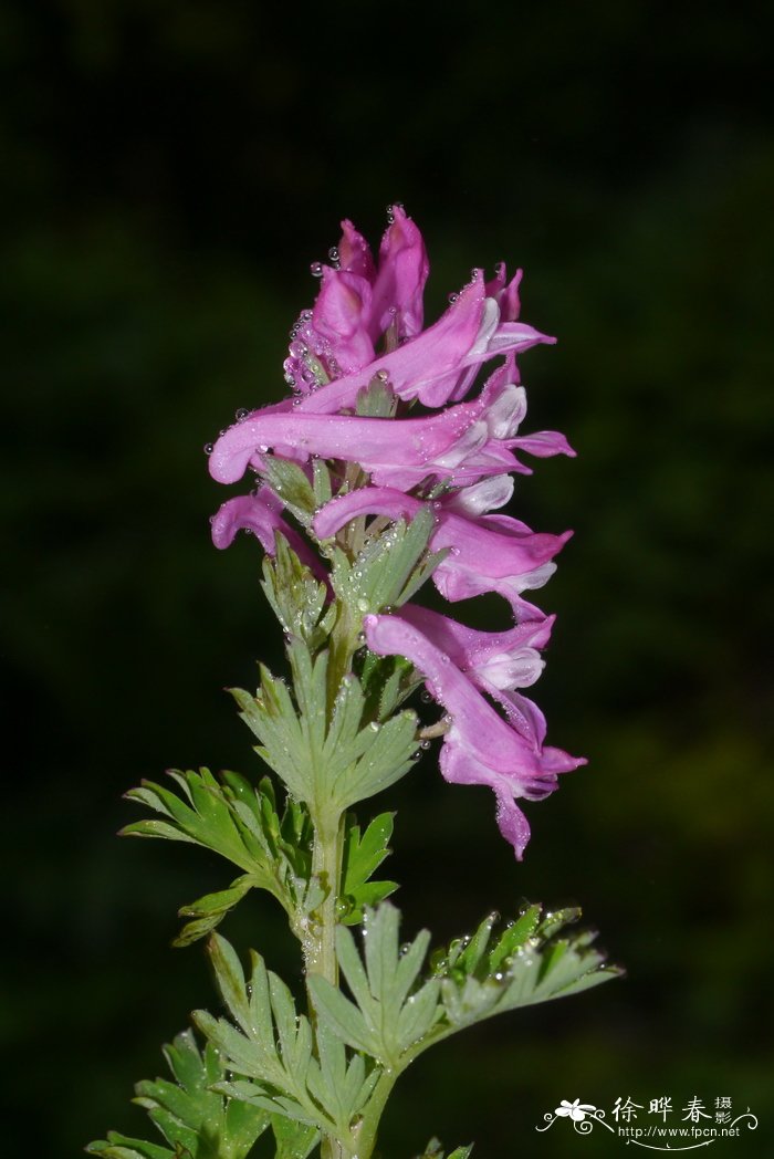 川东紫堇Corydalis acuminata