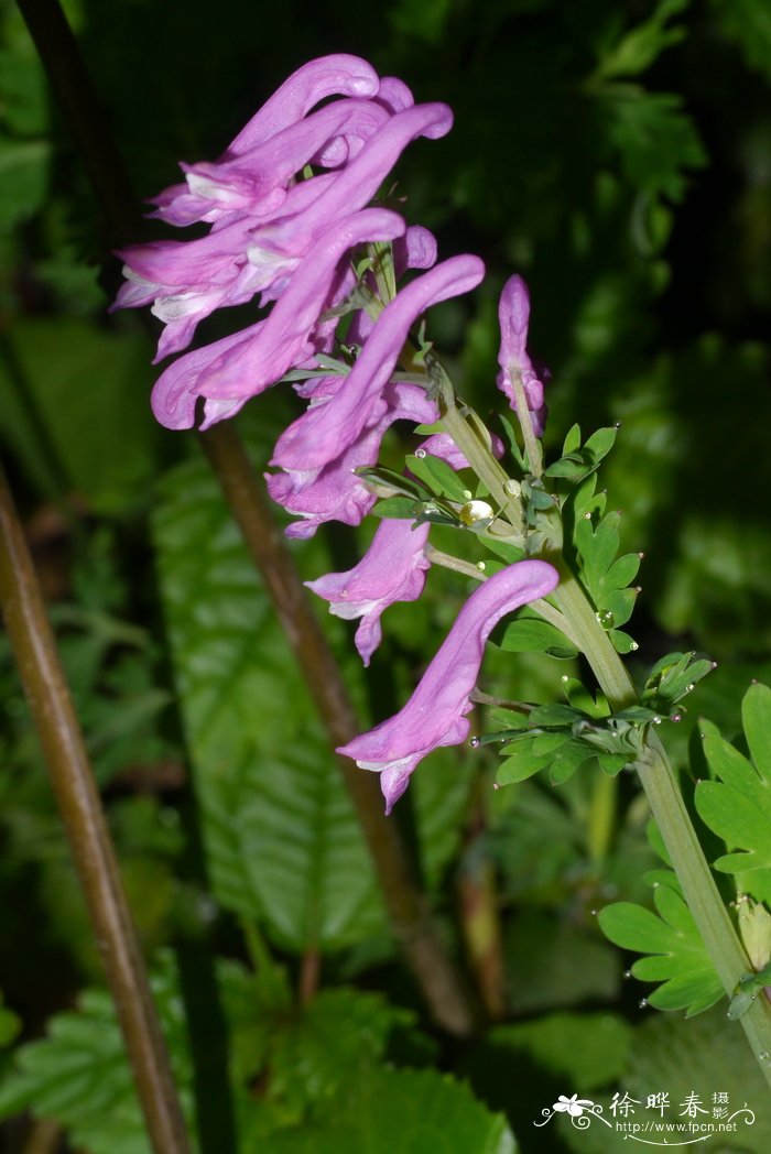 川东紫堇Corydalis acuminata