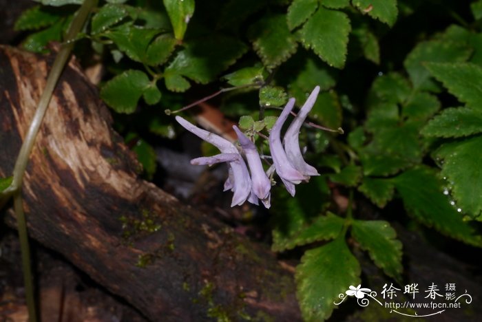 大叶紫堇Corydalis temulifolia