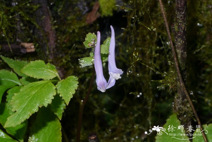 大叶紫堇Corydalis temulifolia
