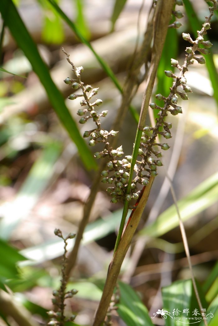 穗花轴榈Licuala fordiana