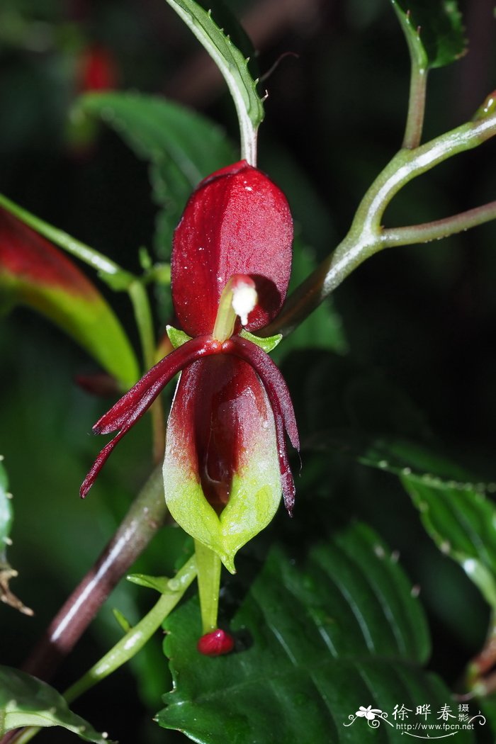 开口凤仙 Impatiens hians