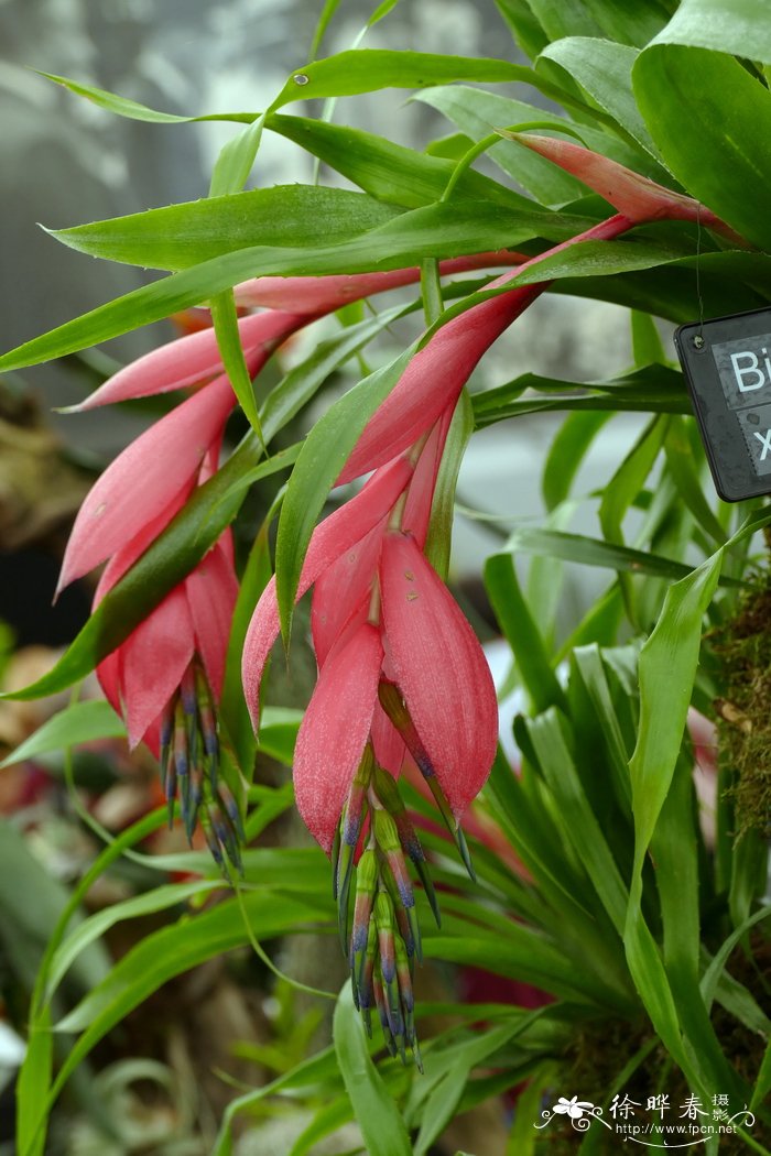 温迪水塔花Billbergia windii