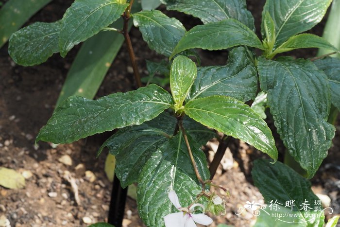 Impatiens teitensis