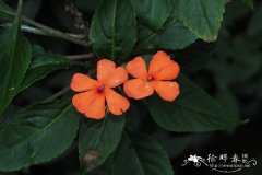 赞比亚凤仙花 Impatiens usambarensis
