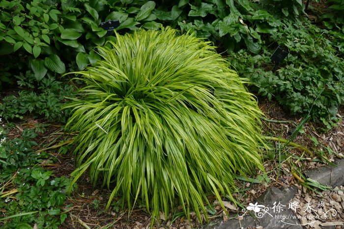 金叶'箱根草Hakonechloa macra 'Alboaurea''