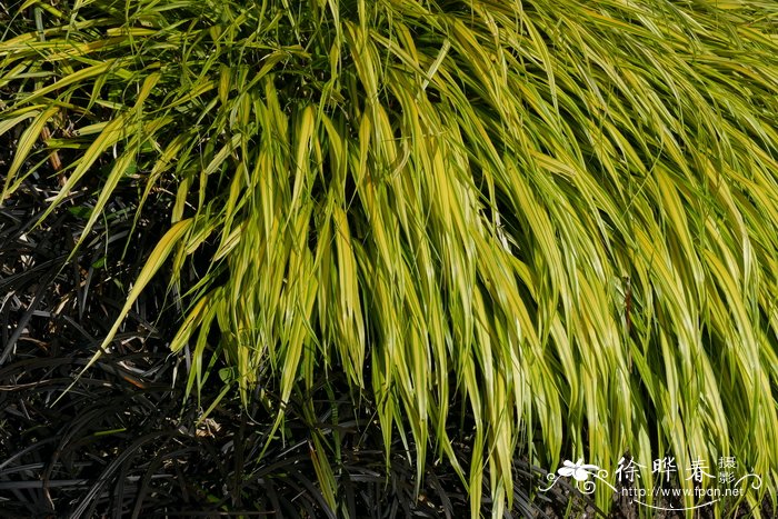 金叶箱根草hakonechloamacraalboaurea