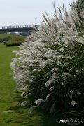 荻Miscanthus sacchariflorus