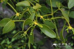 白果槲寄生Viscum album