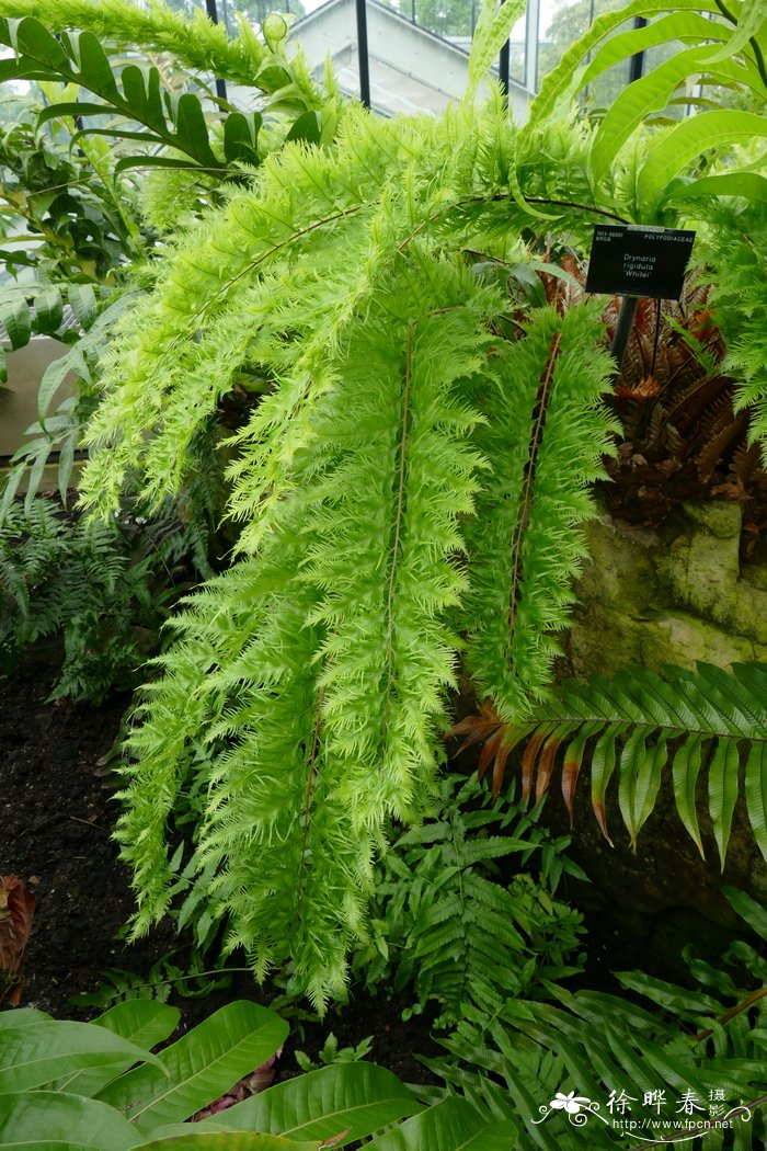 ‘白’硬叶槲蕨Drynaria rigidula ‘Whitei’