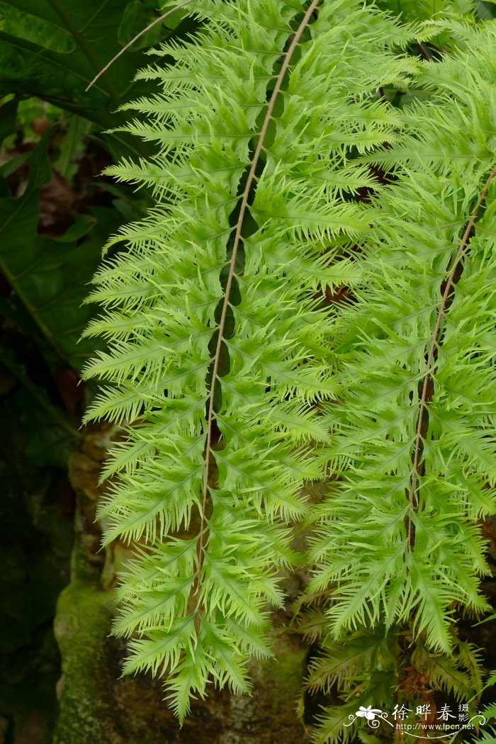 ‘白’硬叶槲蕨Drynaria rigidula ‘Whitei’