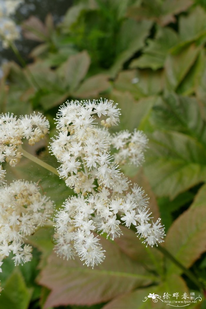 鬼灯檠 Rodgersia podophylla