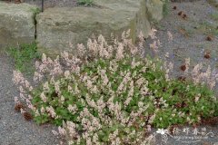 多毛肾形草 Heuchera pilosissima