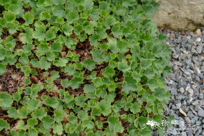 晚红肾形草 heuchera rubescens(责任编辑